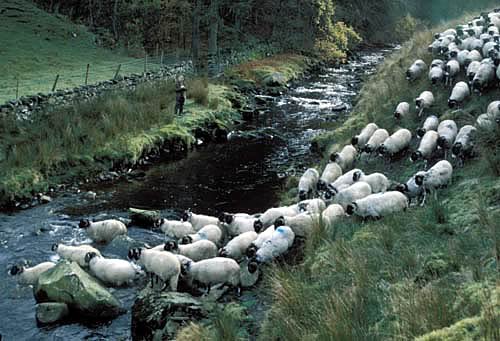 Farm images